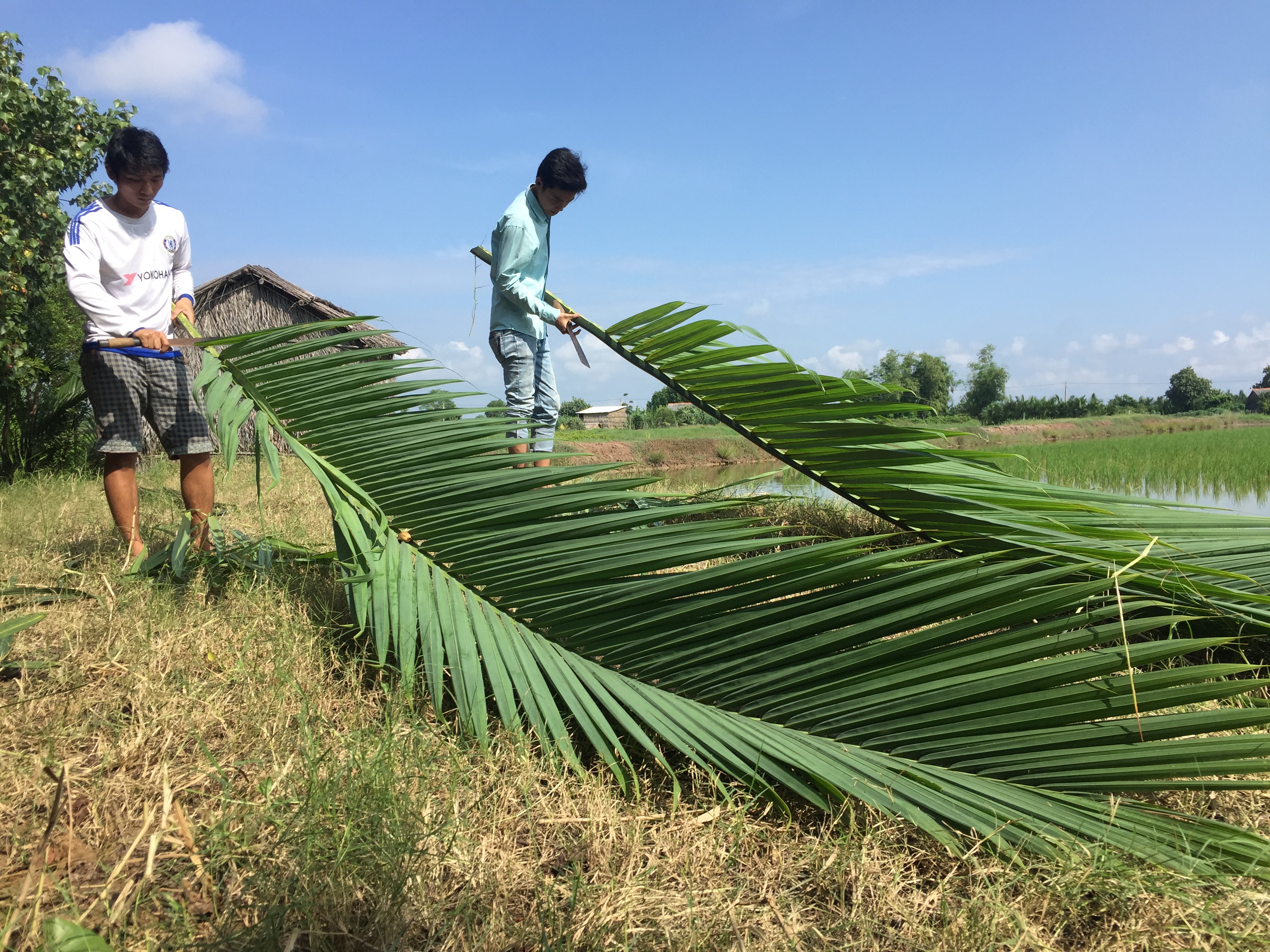 Nhật ký làm cổng cưới lá dừa Miền Tây