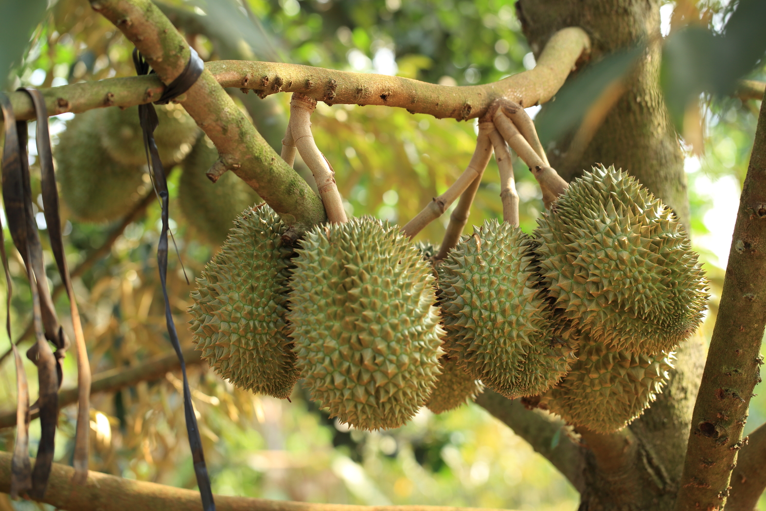 Sầu riêng món quà từ thiên nhiên ban tặng chúng ta